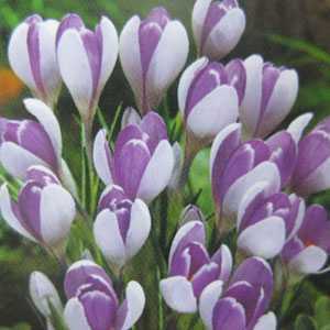 Crocus Vernus Vanguard Bulbs 15 Per Pack