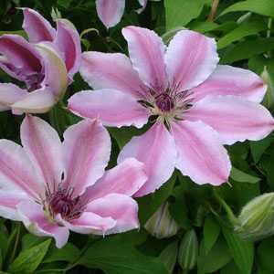 Clematis Nelly Moser Trellis Climber 20ltr
