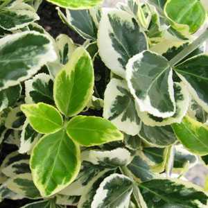 Euonymus Japonicus Aureopictus Bravo 20Ltr Trellis Climber