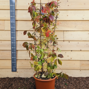 Parthenocissus Quinquefolia Engelmannii Virginia Creeper 20ltr Trellis Climber