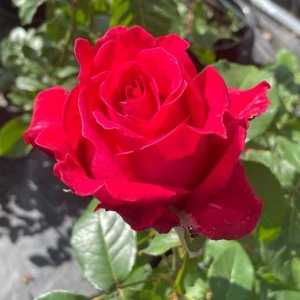 Alec's Red Hybrid Tea Rose