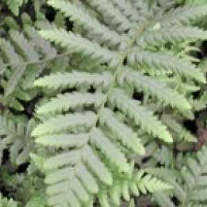 Dryopteris Affinis Golden Shield Fern