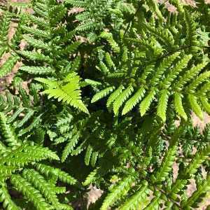 Dryopteris Affinis Golden Shield Fern