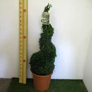 Buxus Sempervirens Box Spiral Plant Height 80cm 12ltr