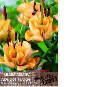 Liliium (Lily) Asiatic Apricot Fudge Bulbs 1 Per Pack