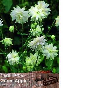 Aquilegia Vulgaris Green Apples Pre-Packed Perennial 2 Per Pack