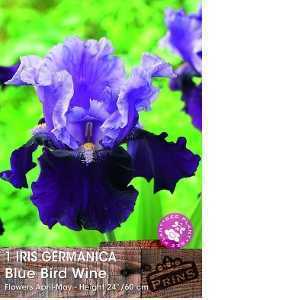 Iris Germanica Blue Bird Wine Pre-Packed Perennial 1 Per Pack