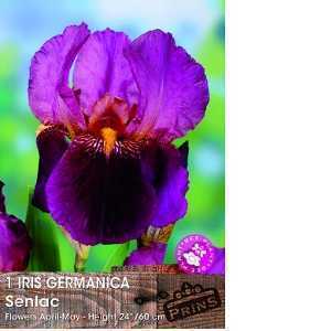 Iris Germanica Senlac Pre-Packed Perennial 1 Per Pack