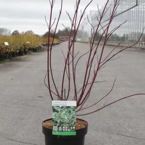 Cornus Alba Elegantissima Red Barked Dogtooth