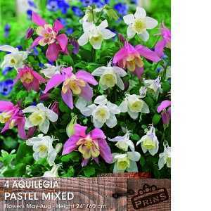 Aquilegia Pastel Mixed Pre-Packed Perennial 4 Per Pack