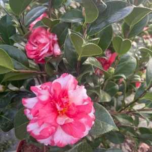 Camellia Japonica Kasuga-Yama
