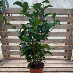 Camellia Japonica Fire Ball