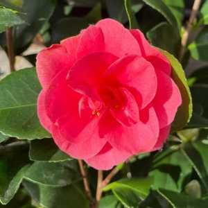 Camellia Japonica Fire Ball