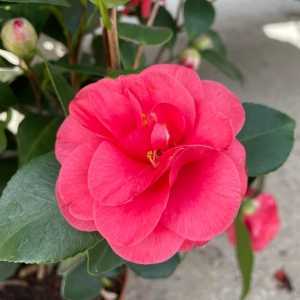 Camellia Japonica Fire Ball