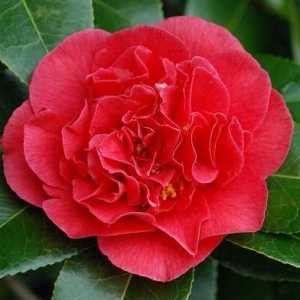 Camellia Japonica Kramer Supreme