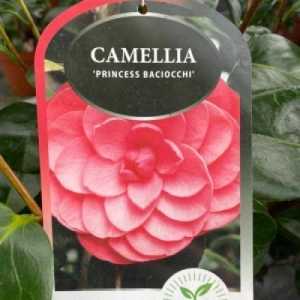 Camellia Japonica Princess Baciocchi