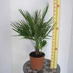 Chamaerops Humilis (Fan Palm) 5-7 Litre Pot