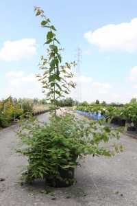 Kolkwitzia Amabilis Pink Cloud (Beauty Bush)