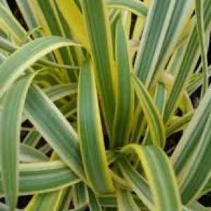 Agapanthus Golden Drop