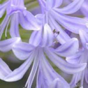 Agapanthus Golden Drop