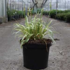 Agapanthus Golden Drop