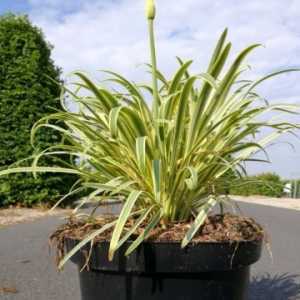 Agapanthus Golden Drop