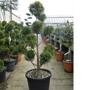 Cupressocyparis Leylandii Castlewellan Gold Pom-Pom 100/110cm