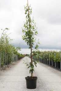 Betula Albosinensis Fascination