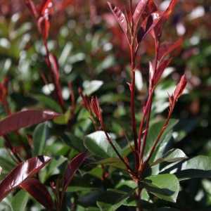 Photinia Red Robin Hedging