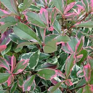 Photinia Fraseri Pink Marble Hedging