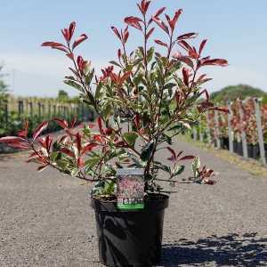 Photinia Fraseri Pink Marble Hedging