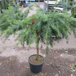 Cedrus Deodara 