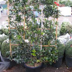 Osmanthus Heterophyllus Aquifolium 30ltr 100x150 frame