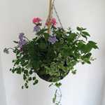 Summer Planted Mixed Wicker Hanging Baskets 12 inch