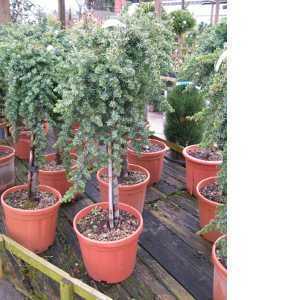 Juniperus (Juniper) Conferta Blue Pacific 1/4 Standard 10ltr
