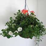 Summer Planted Mixed Wicker Hanging Baskets 14 Inch