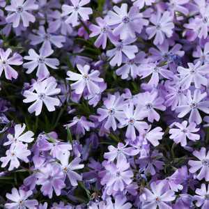 Phlox Subulata Purple Beauty