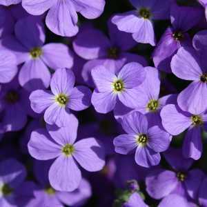 Aubrieta Hamburger Stadtpark