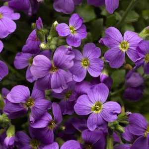 Aubrieta Gracilis Kitte Blue