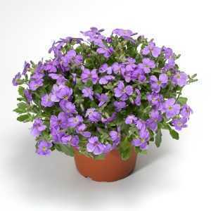 Aubrieta Gracilis Kitte Blue