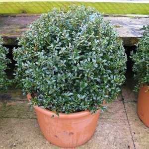 Ilex Crenata 'Kinme' (Japanese Bonsai Holly) 30cm-35cm ball 12ltr