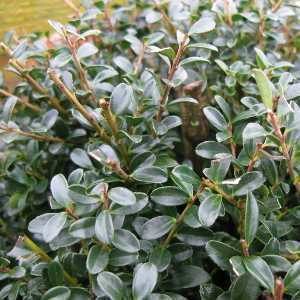 Ilex Crenata 