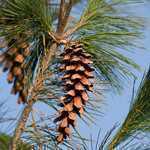 Pinus Strobus 18 Litre Pot