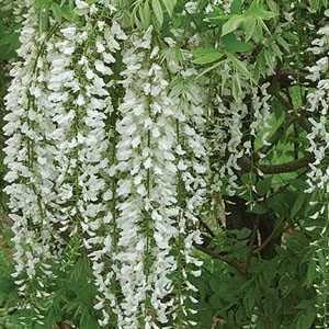 Wisteria Venusta (Brachybotrys) Alba Silky Wisteria 2.4mtr Trellis Climber