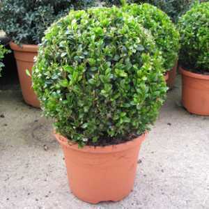 Buxus Sempervirens Topiary ball 3ltr