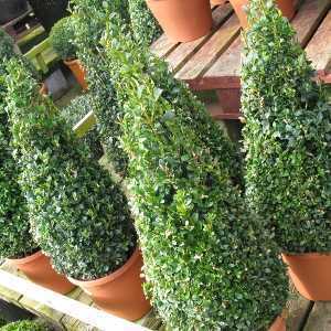 Buxus Sempervirens Pyramid/Cone (Box Hedge/Topiary Plant) 50-60cm 5 Ltr Set of 2