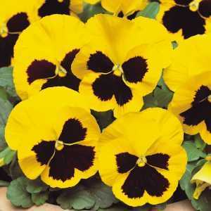 Pansy Winter Flowering (Pansies) Bedding Plants Single Colours 6 Per Tray