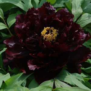 Peony (Paeonia) Suffruticosa Chinese Tree Peony Chu Wu