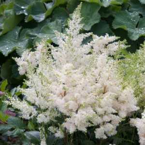 Astilbe x arendsii Astary White