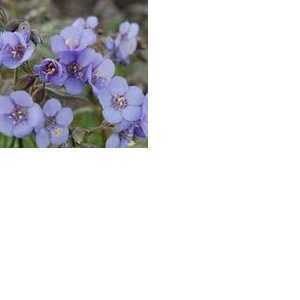 Polemonium Reptans Heaven Scent Jacobs Ladder